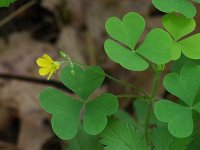 Common Yellow Woodsorrel